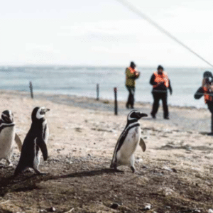 Navegacion a Islas Magdalena y Santa Marta ( Pinguinera )